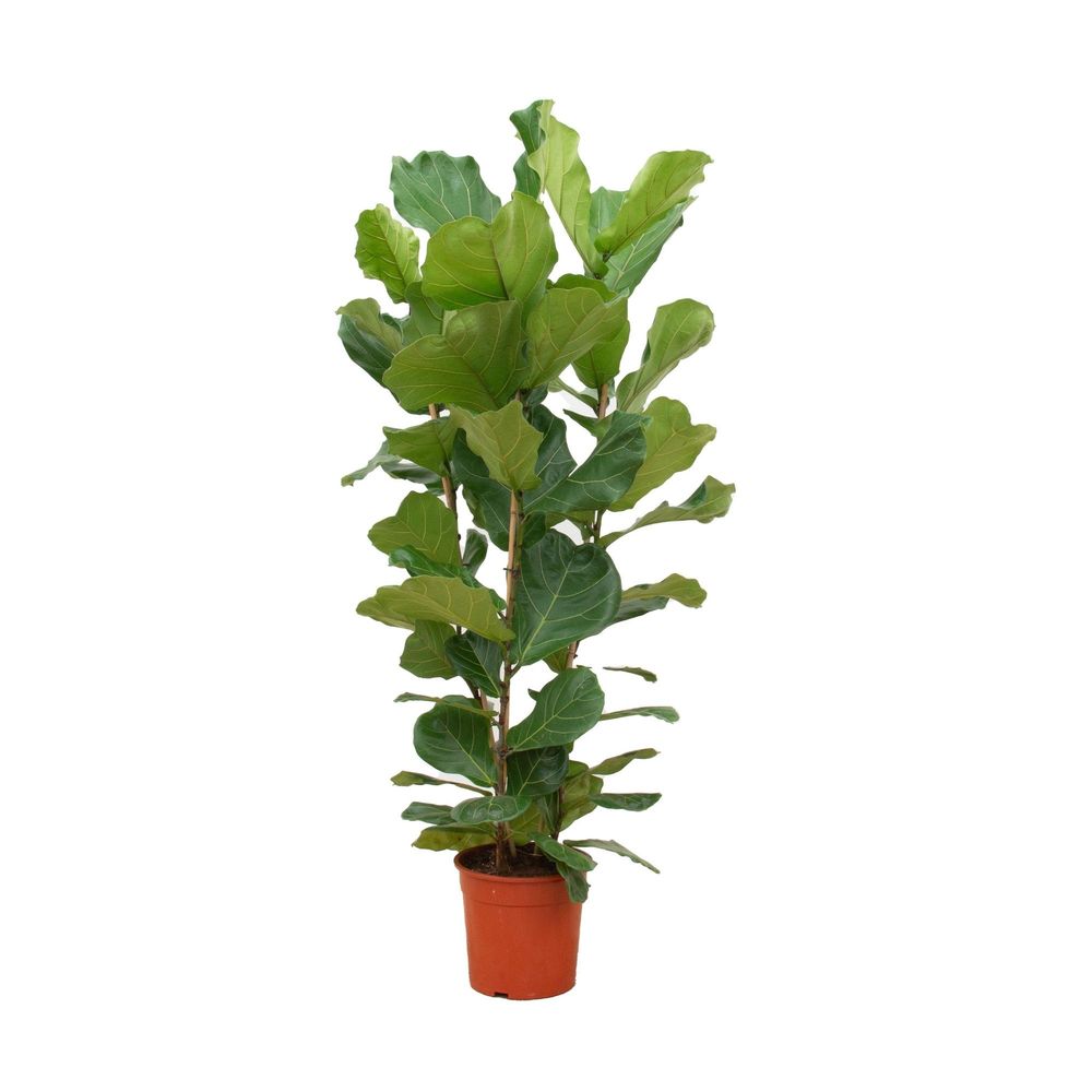 Ficus lyrata - plantes d'intérieur