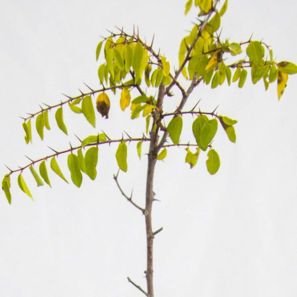 EPINE DU CHRIST GF H20A40-(766594)