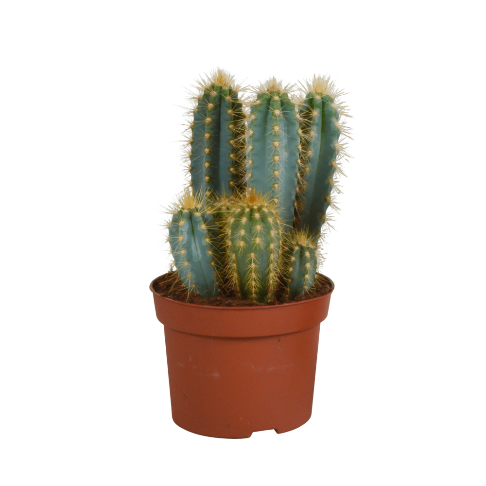 Pilosocereus azureus h27cm - cactus d'intérieur