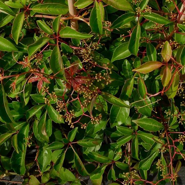 Vigne vierge henryana - parthenocissus henryana 3l
