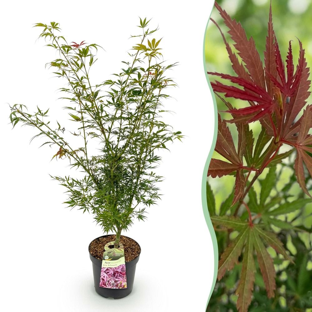 Érable du japon 'jerre schwartz' - pot 26 cm - hauteur 90 cm