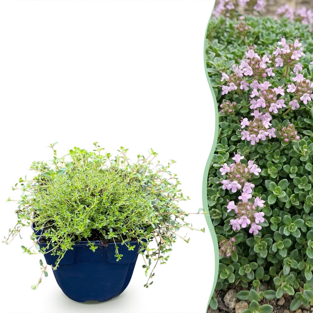 Thym rampant minor - 24 plants - h 15-25 cm, pot ø11 cm