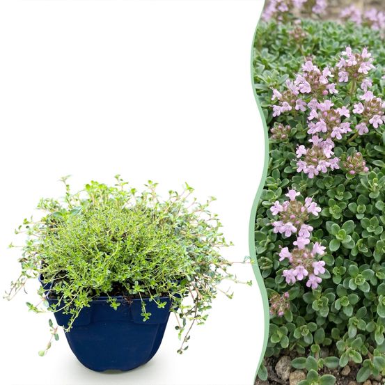 Thym rampant minor - 24 plants - h 15-25 cm, pot ø11 cm