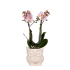 Orchidées colibri | orchidée phalaenopsis rose - andorre + hibou pot décoratif nu - taille du pot 9cm - 40cm de haut