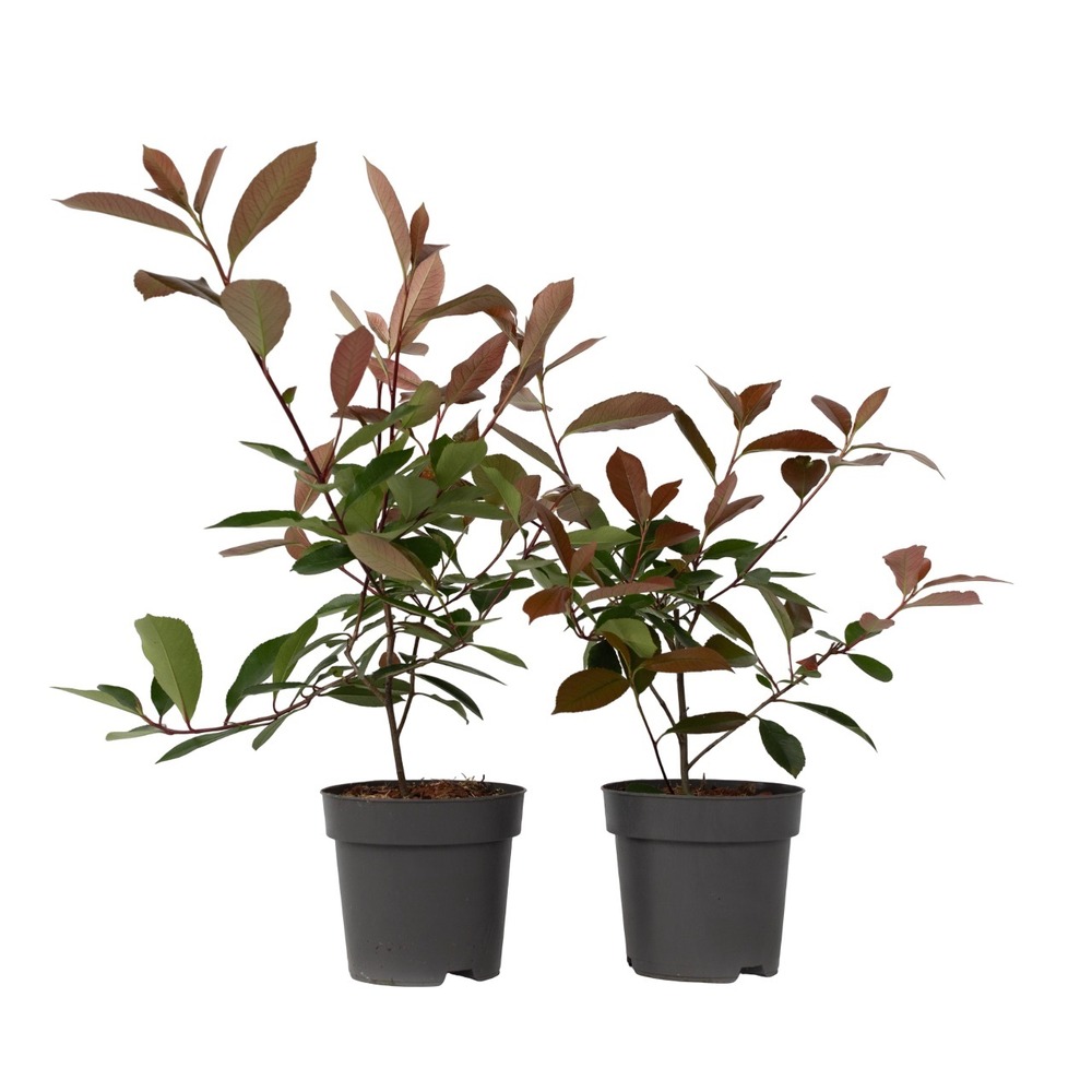 Feuille de noyer - set de 2 - photinia fraseri 'red robin' - h30-40cm - ⌀17cm
