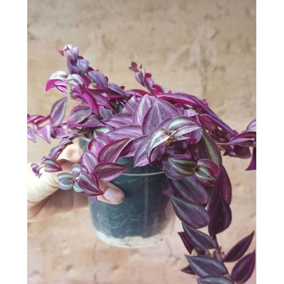 Tradescantia zebrina purple passion d. 7cm h. 7cm - plante d'intérieur
