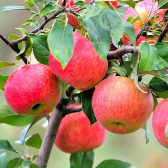 Pommier 'rubinette' (malus domestica 'rubinette')