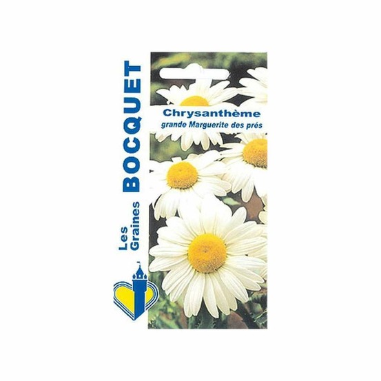 ChrysanthÚme grande marguerite Reine des Prés