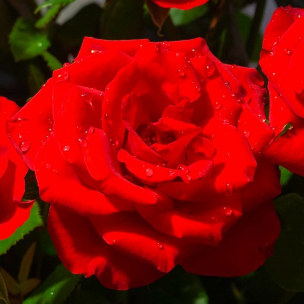 Rosier 'Ena Harkness'…