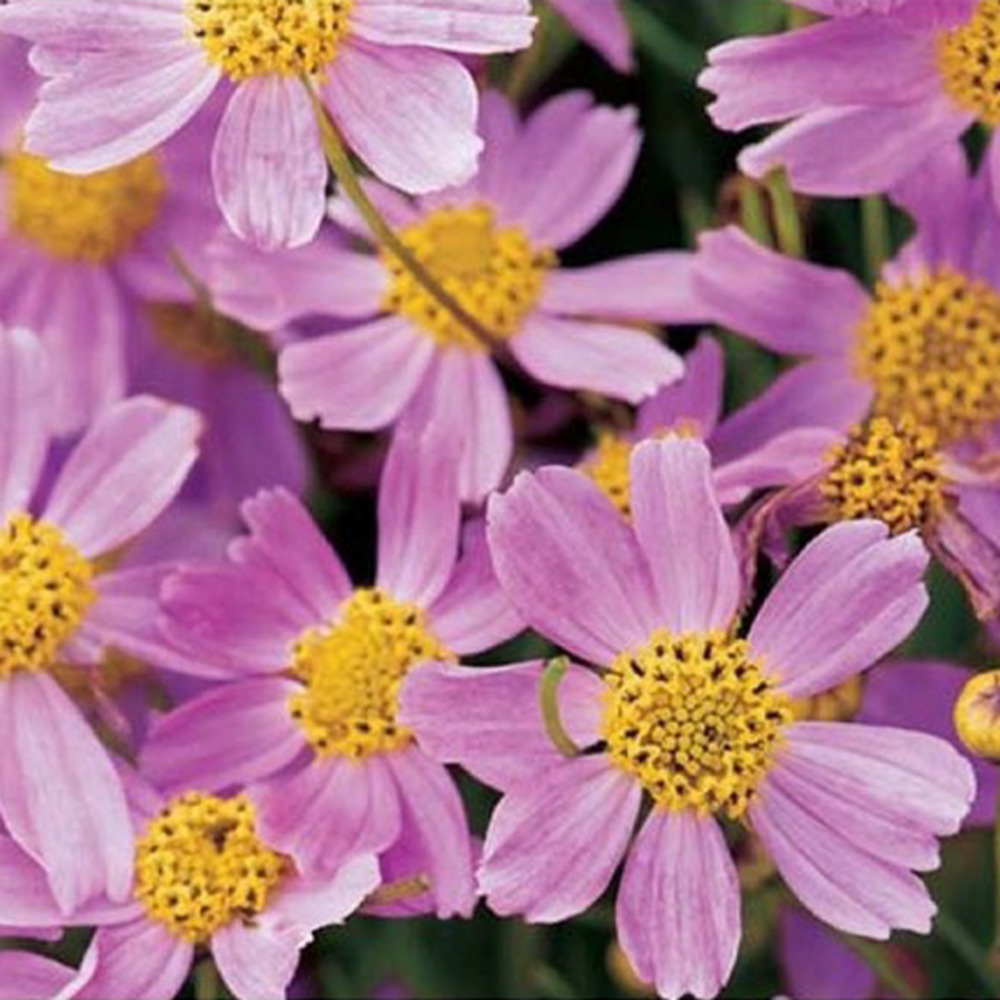 6 x coréopsis 'american dream' - coreopsis rosea 'american dream' - godet 9cm x 9cm