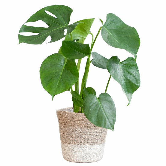 Monstera deliciosa et son pot panier blanc - hauteur 50cm