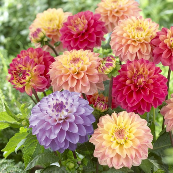 Affaire dahlias nains princesse - 6 bulbes