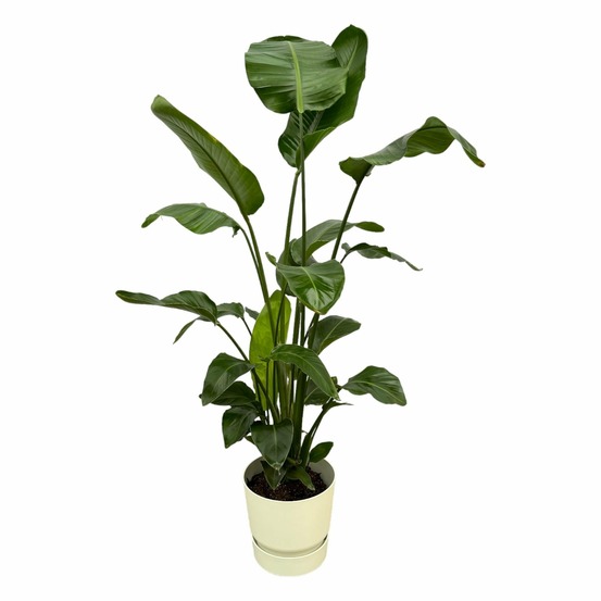 Strelitzia nicolai 160cm et son pot blanc + reservoir - hauteur 160cm