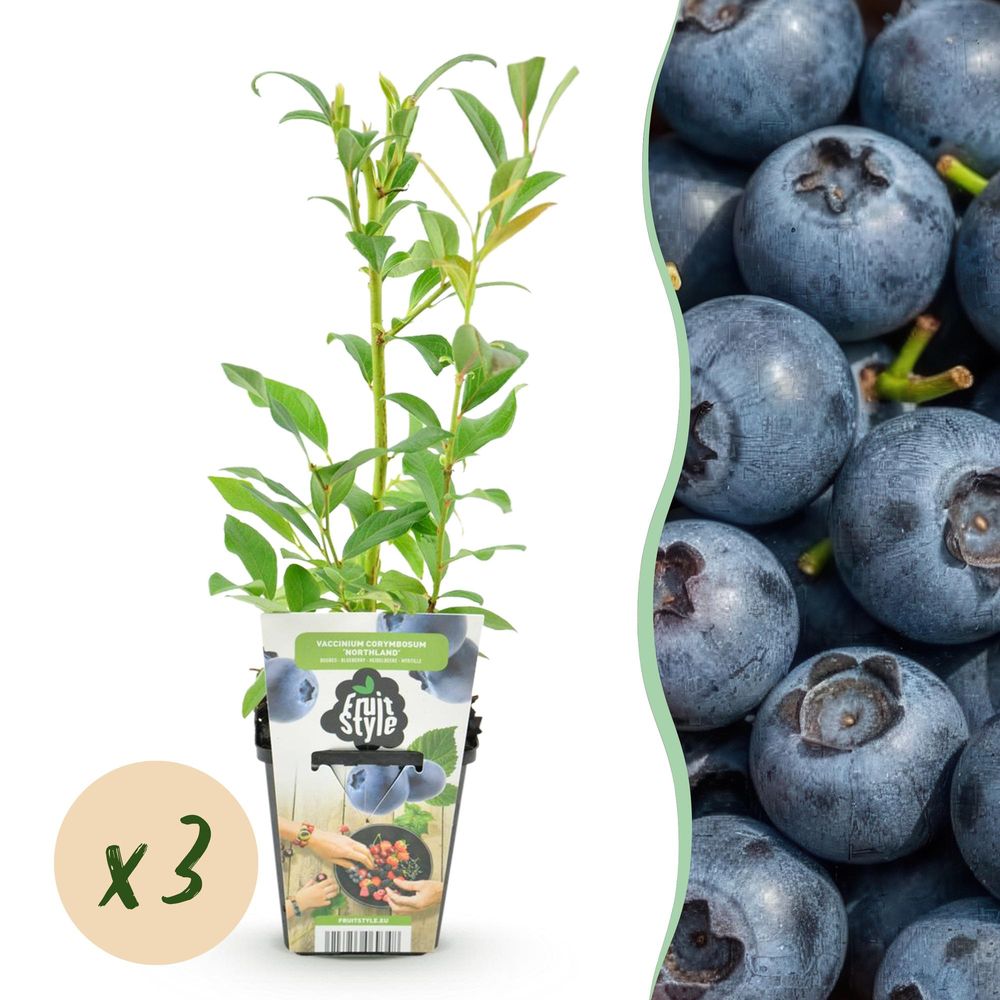 Myrtillier 'northland' - lot de 3 - pot 9 cm - hauteur 35 cm