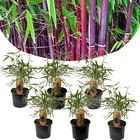 Fargesia scabrida asian wonder - rouge bambou - set de 6 - pot 13cm - hauteur 25-40cm
