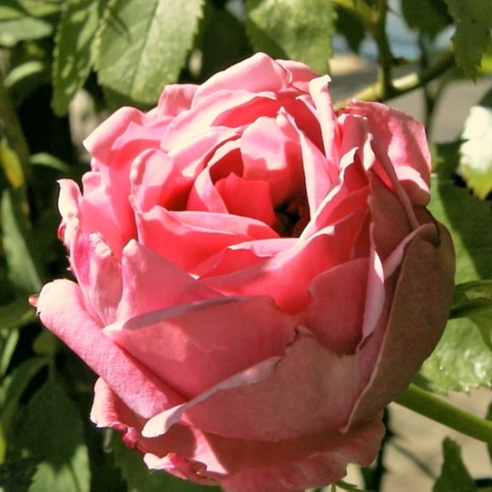 Rosier grimpant 'coral dawn' pot de 4l/5l