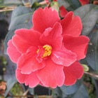 Camellia japonica 'freedom bell ': 2 litres (rouge)