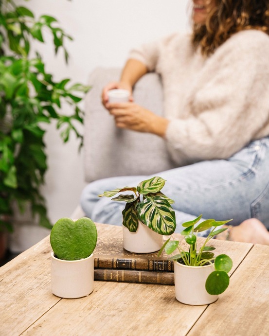 Coffret baby plantes 27cm - plante d'intérieur