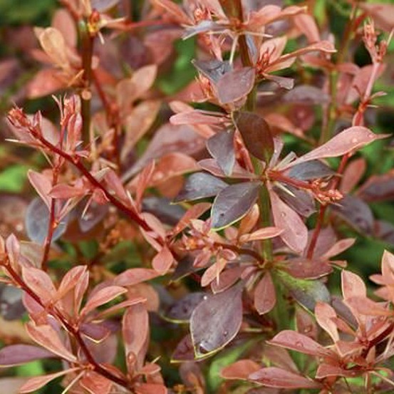 Épine-vinette de thunberg 'orange dream' pot de 2l/3l