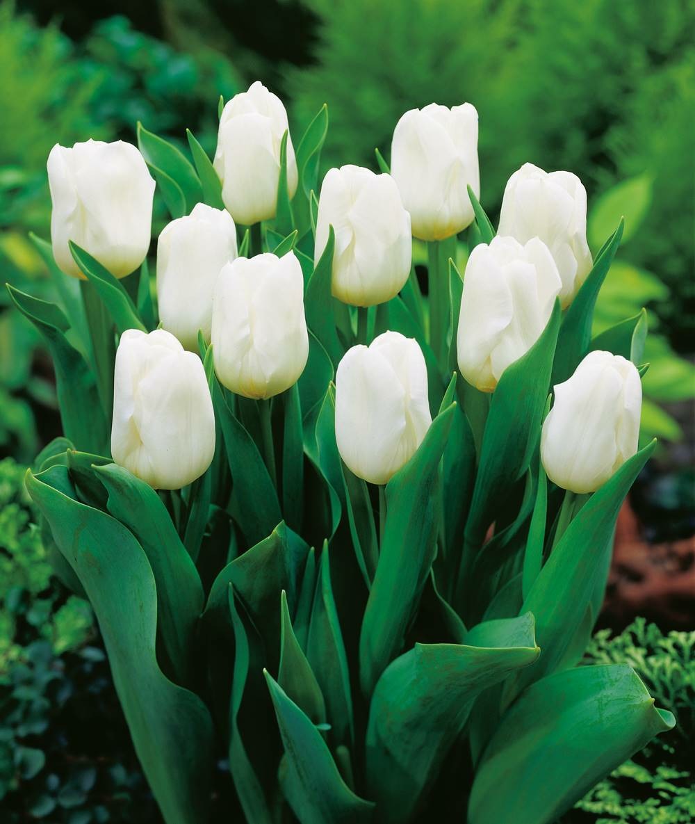 Tulipe reve blanc - 10 bulbes