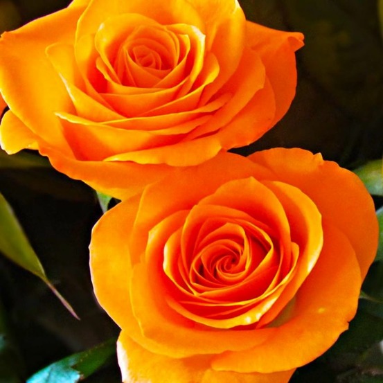 Rosier 'Orange Sensation'âŠ