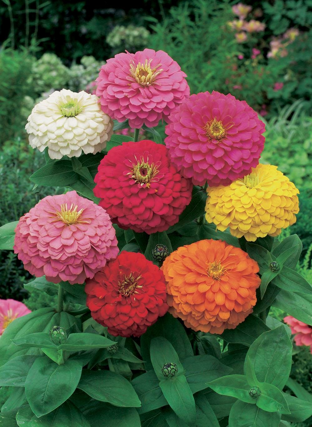 Zinnia fleur de dahlia - 2 g