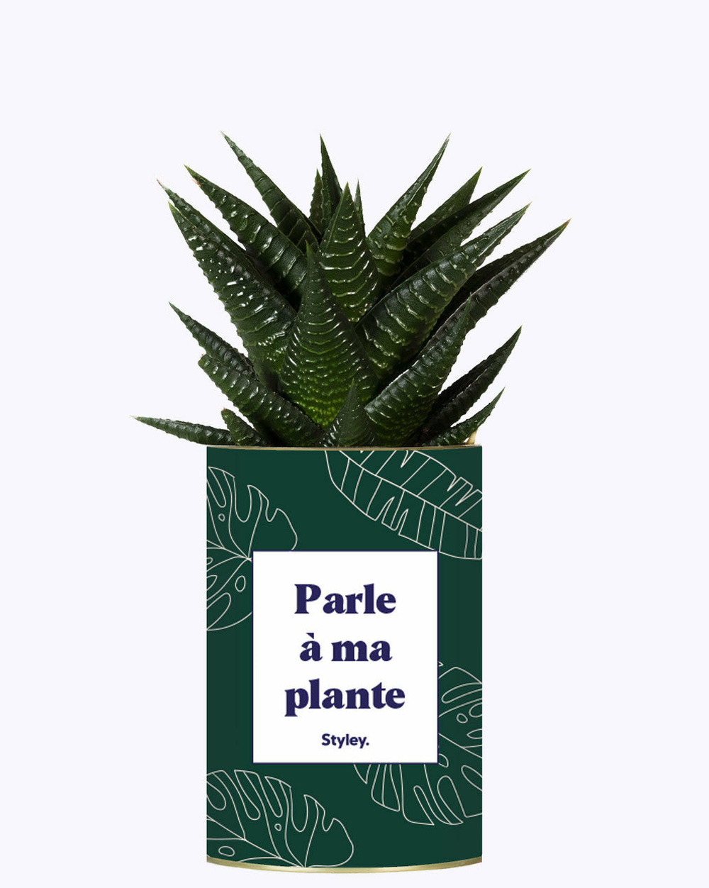 Plante drôle - parle à ma plante - cactus