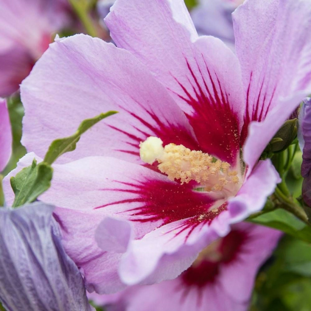 Hibiscus woodbridge, althéa pot de 4l - 40/60 cm