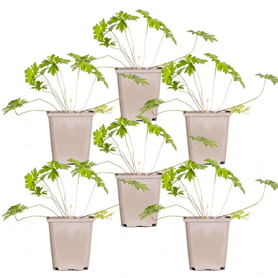 Geranium johnsons blue - géranium vivace - fleurs bleues - rustique - hauteur 10-20 cm - pot 9x9 cm