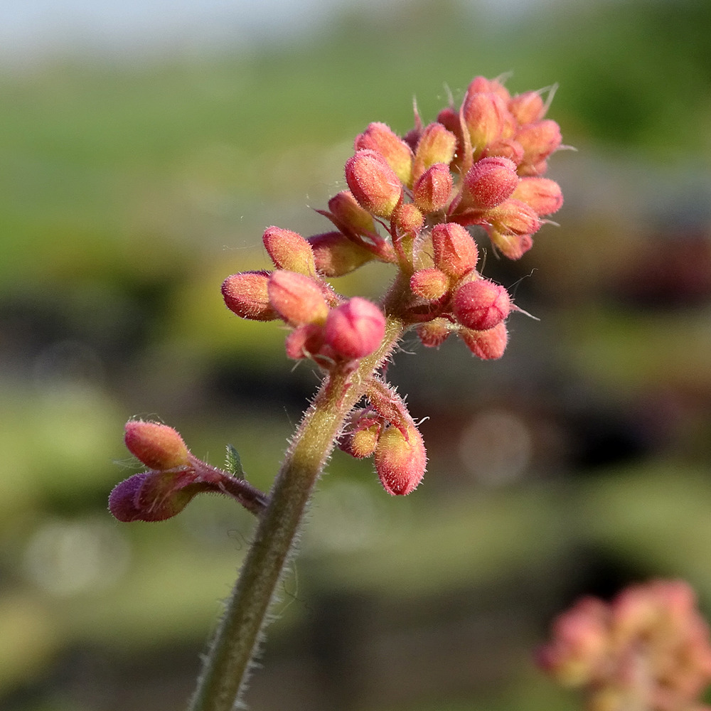 Heucherella alba 'bridget bloom' godet de 8/9 cm