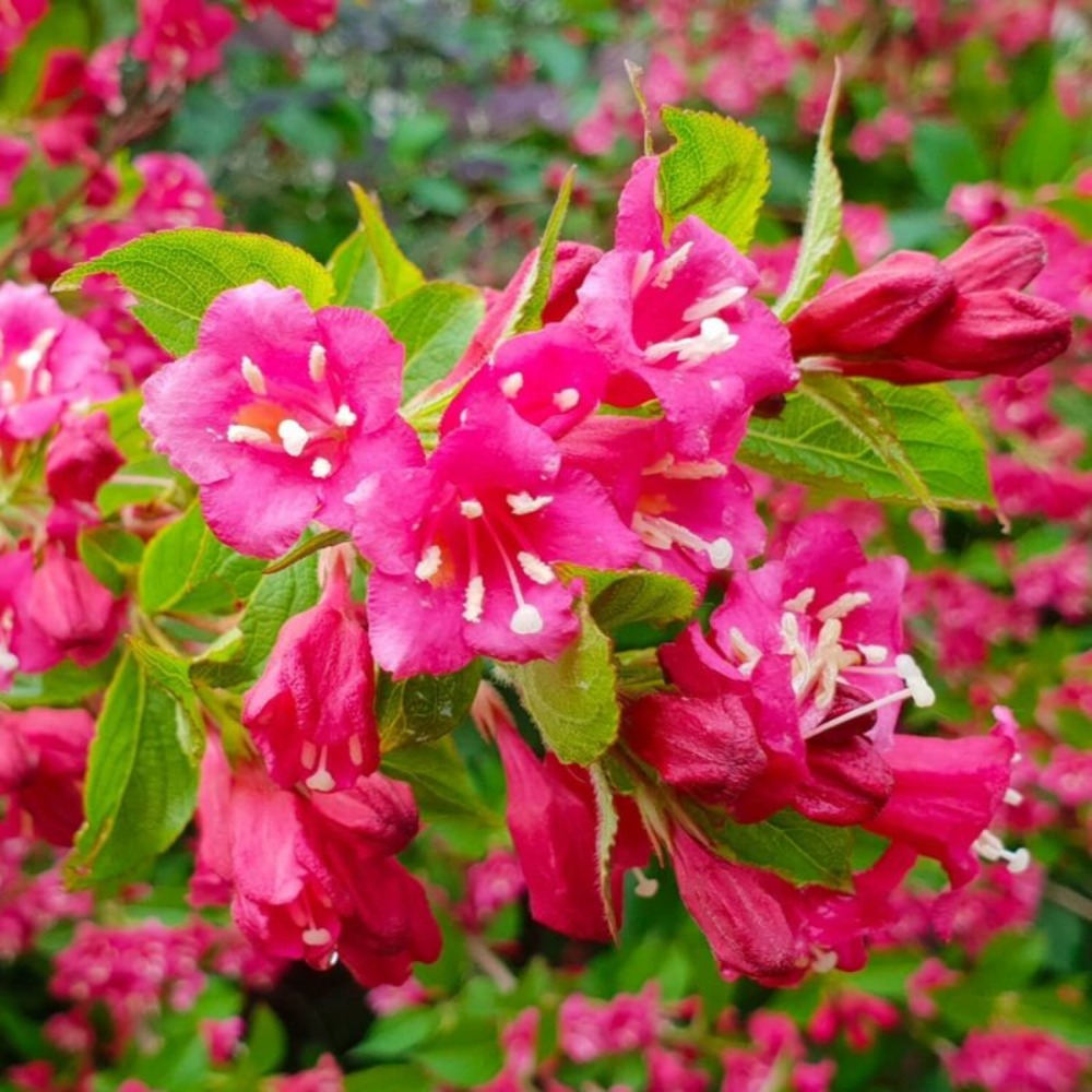 Weigela 'bristol ruby' (weigela florida x coraeensis 'bristol ruby')