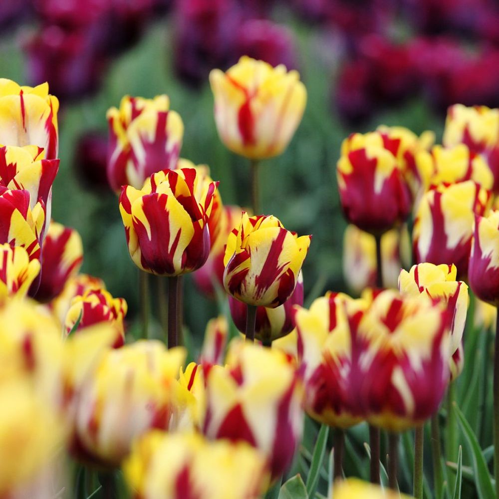 Tulipe triomphe 'helmar' bulbe calibre 11/12 (par 10)