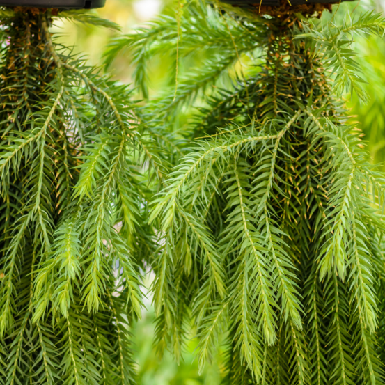 Cryptoméria du japon kyara gold - cryptomeria japonica kyara gold 30/40cm pot 2,5l