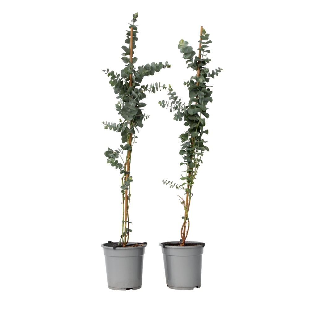 Gommier - set de 2 - eucalyptus cinerea 'silver dollar' - h90-110cm - ⌀19cm