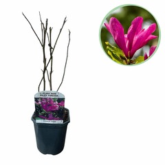 Arbustes - magnolia susan - pot 17cm hauteur
