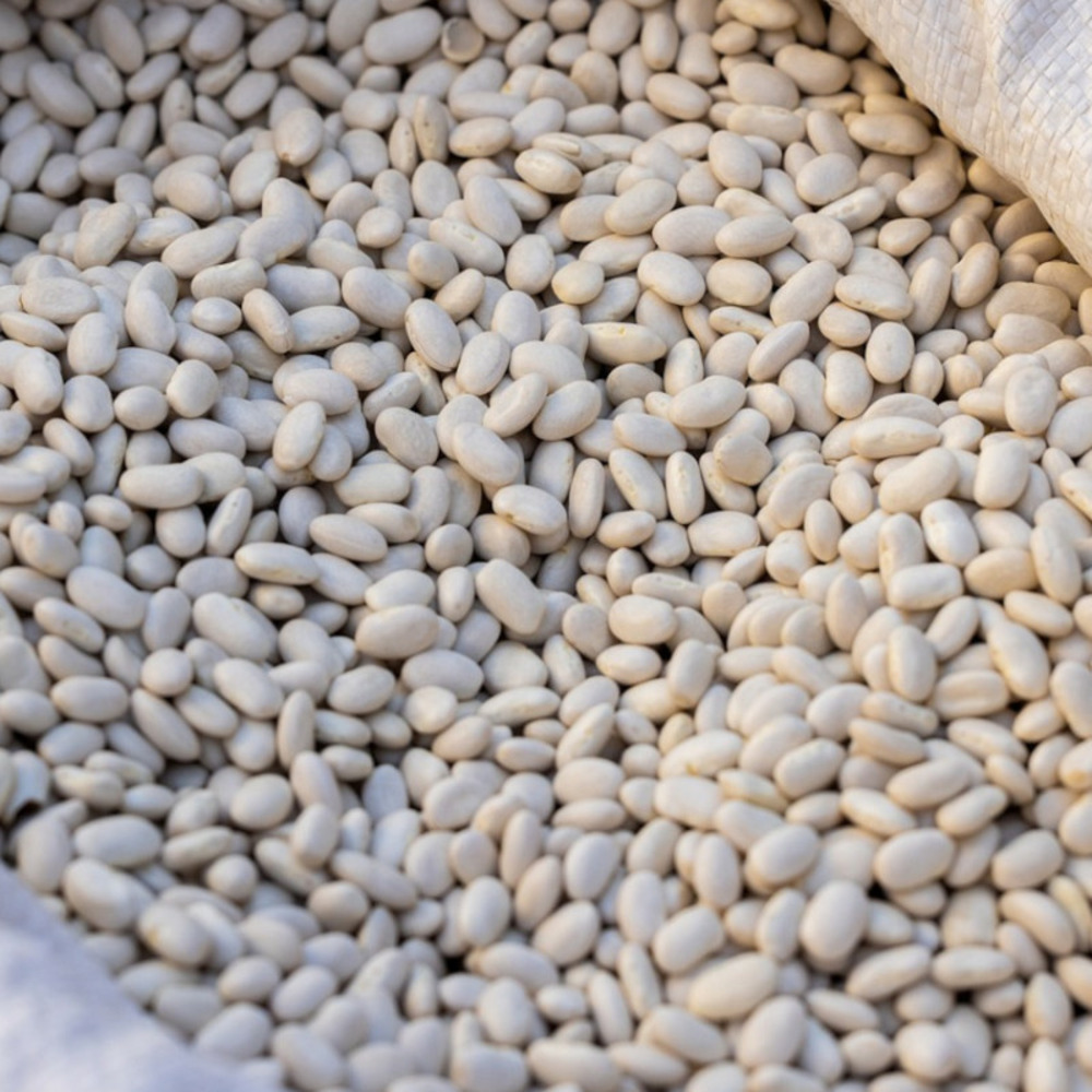 Graines de haricot nain à ecosser michelet à longue cosse - vilmorin sachet