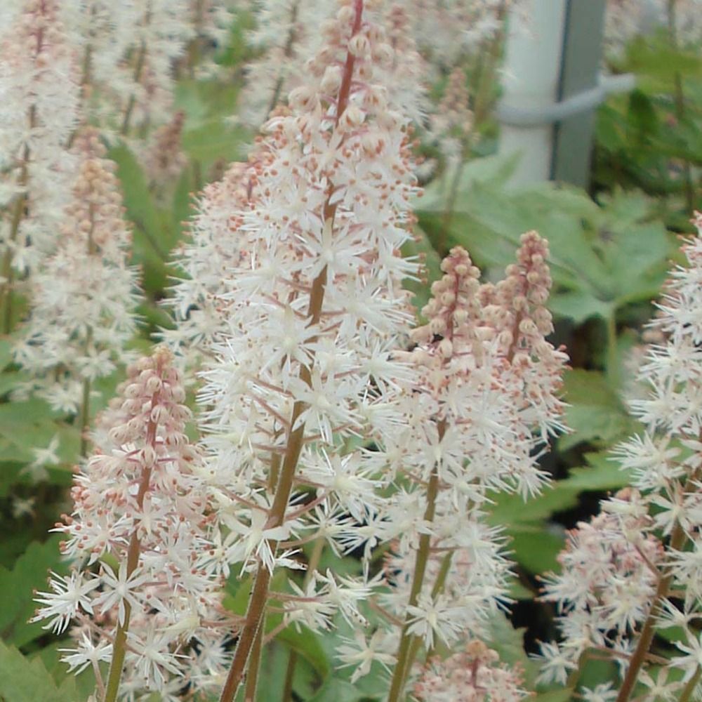 Tiarelle 'pink skyrocket' pot de 2l/3l