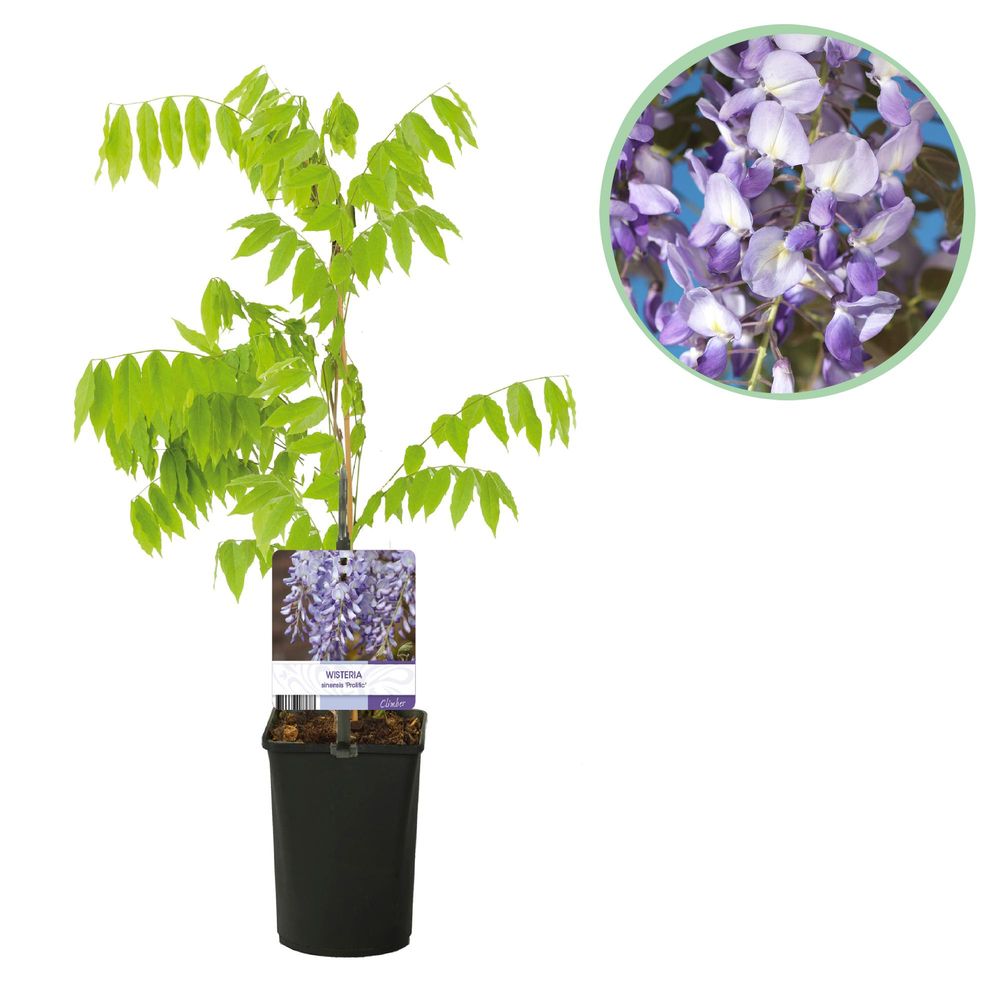 Glycine 'prolific' - pot 11 cm - hauteur 40 cm - plante d'extérieur