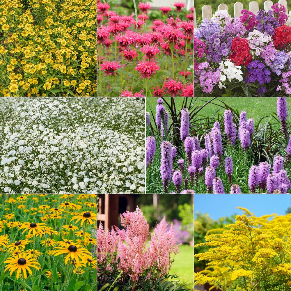 Collection de 15 plantes vivaces - 2 m² - le paquet de 15 racines nues