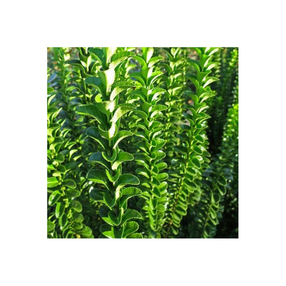 Fusain du japon benkomoki (benkomasaki), euonymus pot de 3l - 40/60 cm