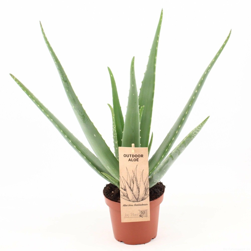 Aloe vera p14 - h45 cm - ø14 cm