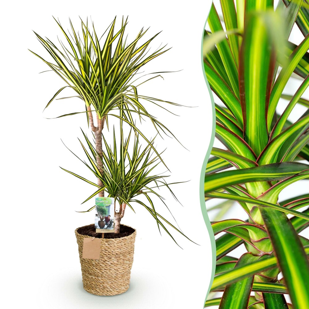 Dracaena sunray – lot de 1 – pot 21 cm – hauteur 90-100 cm