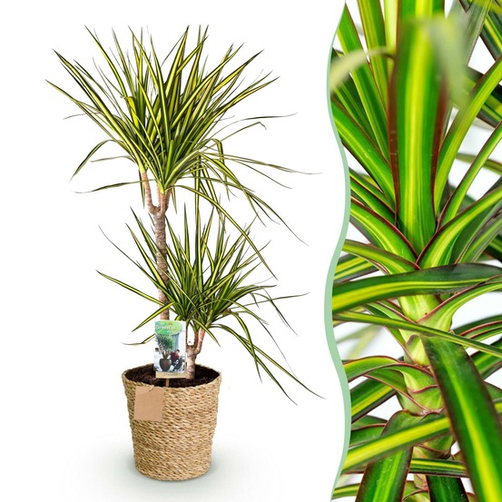 Dracaena sunray – lot de 1 – pot 21 cm – hauteur 90-100 cm