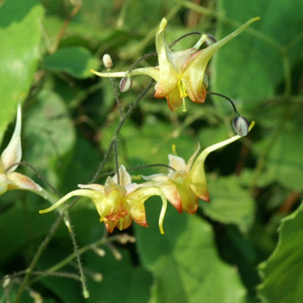 Fleur des elfes wudang star, epimedium lot de 9 godets
