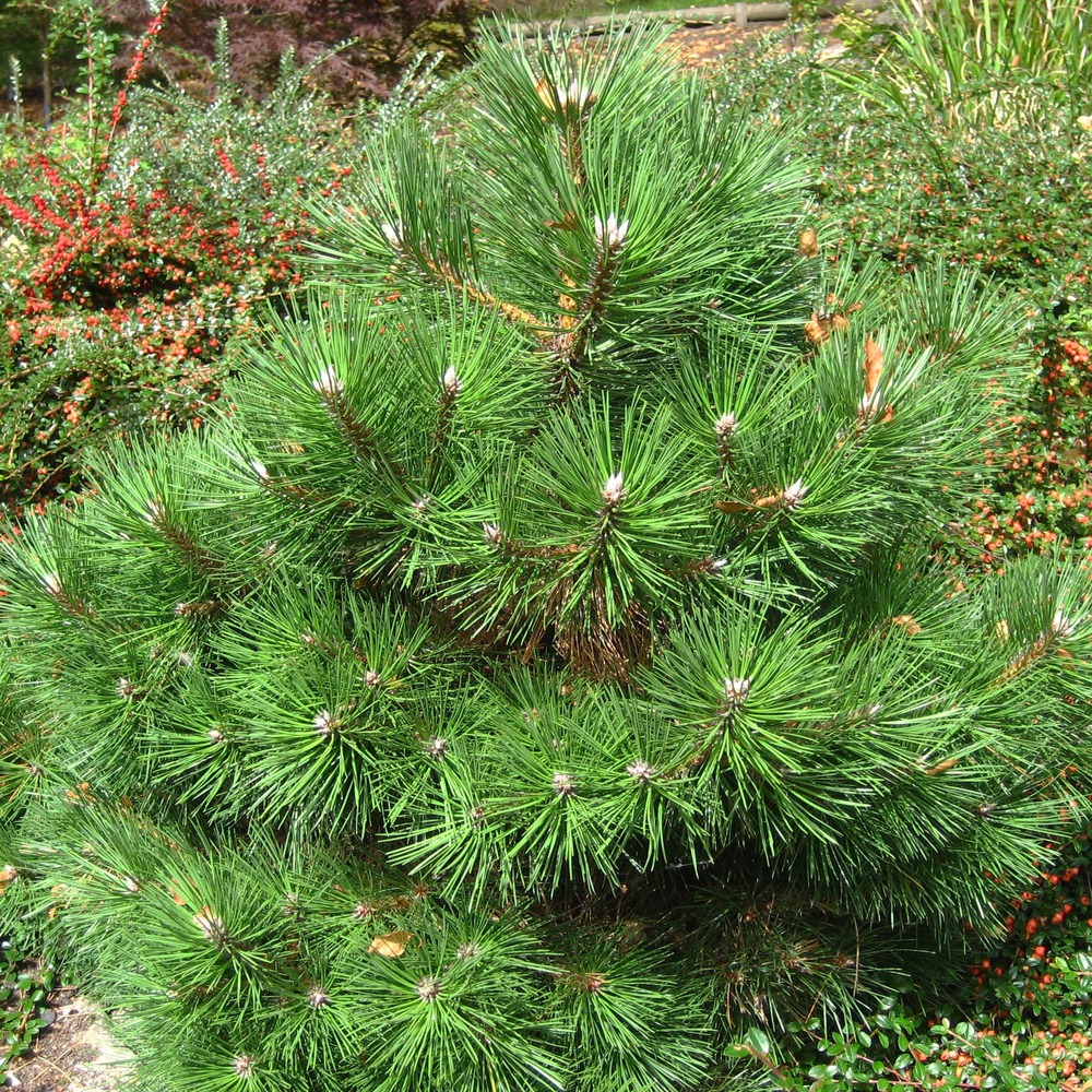 Pinus nigra 'nana' pot de 7,5l/10l