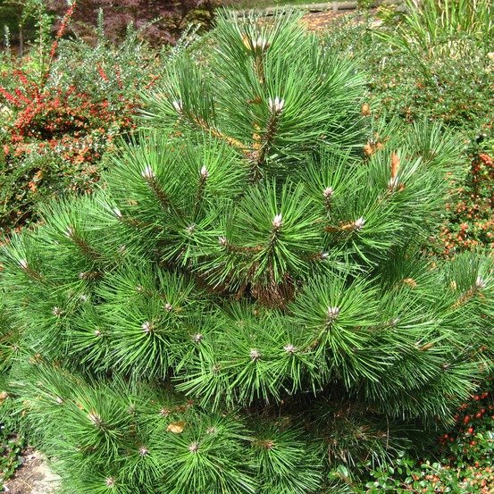 Pinus nigra 'nana' pot de 7,5l/10l