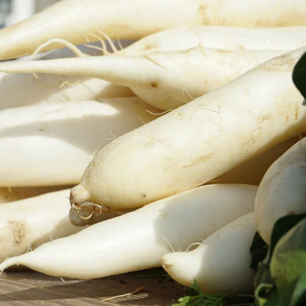 Graines de navet marteau - vilmorin sachet