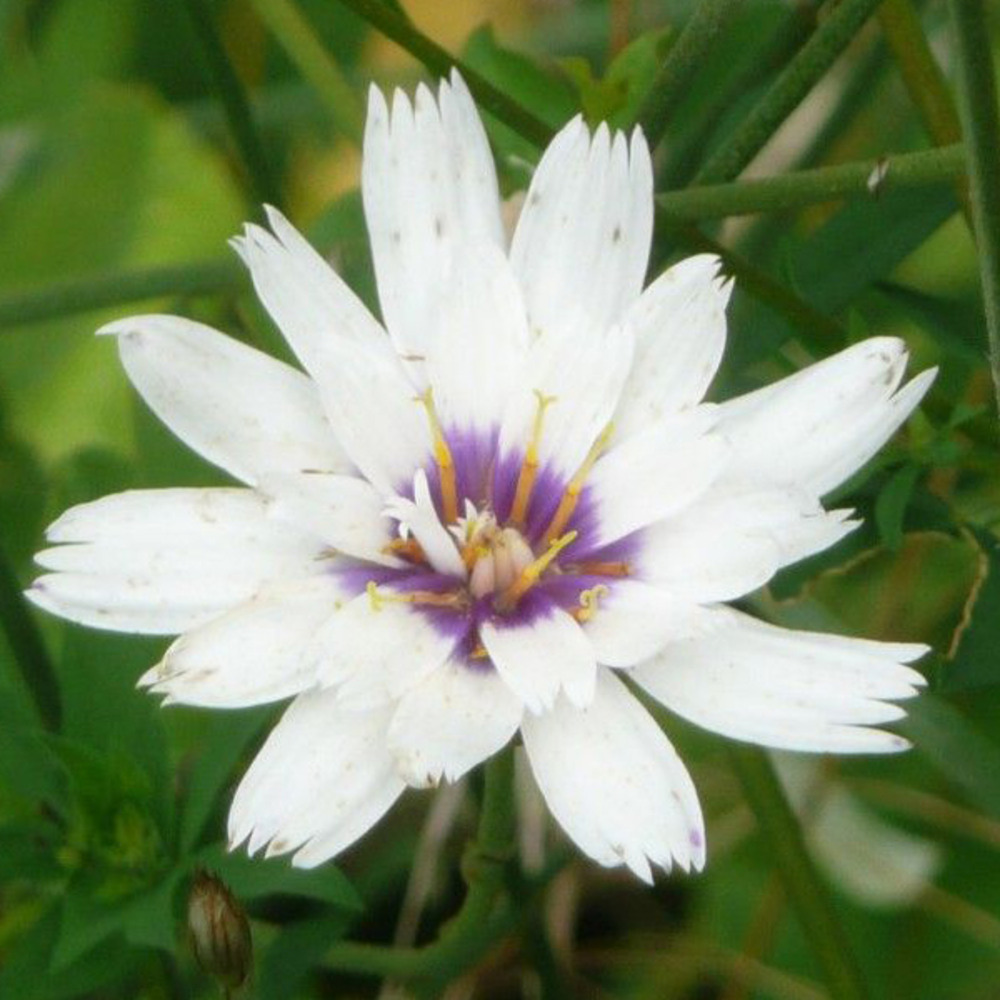 6 x cupidone - catananche caerulea 'alba'  - godet 9cm x 9cm