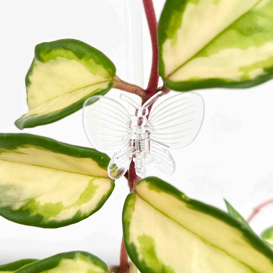 Pinces papillon pour plante x10 - pince tuteurage papillon - clips de support - pinces de support pour plantes - transparent