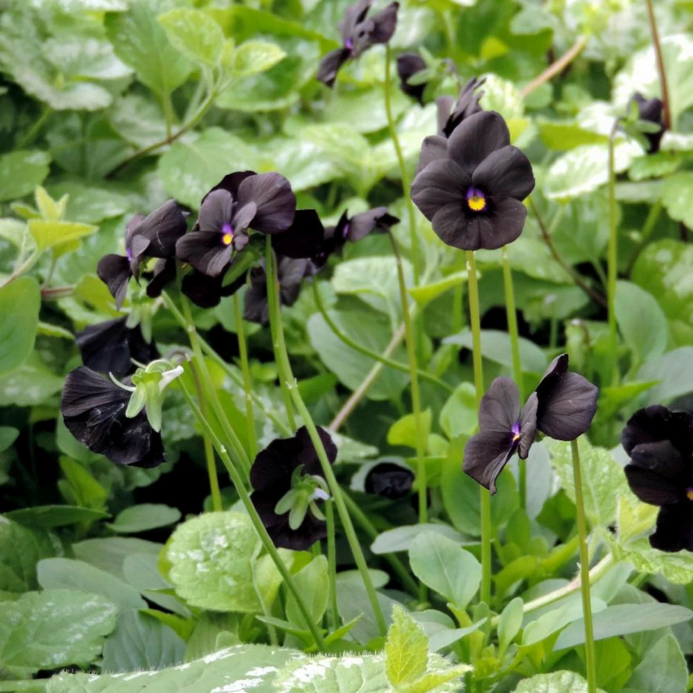 Violette molly sanderson lot de 9 godets